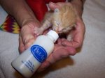 Helping a kitten
